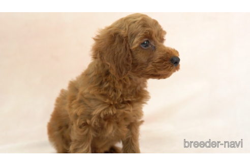 成約済の東京都のトイプードル-154166の2枚目